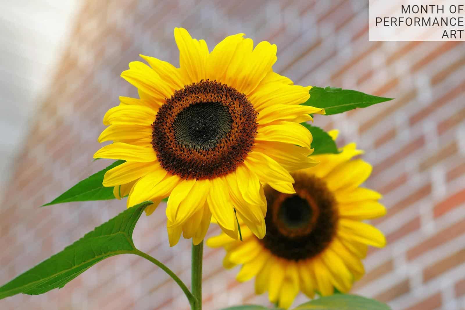 Cómo crear un jardín de flores con bajo mantenimiento